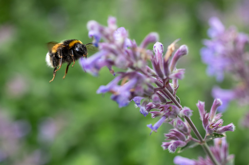 the bumblebee is flying near a nepeta flower