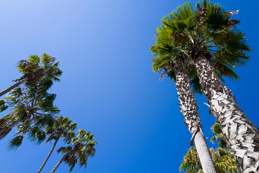 Palm trees on an avenue in San Diego