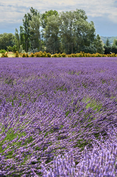istock LAVENDER FIELD IN PROVENCE 1332905095