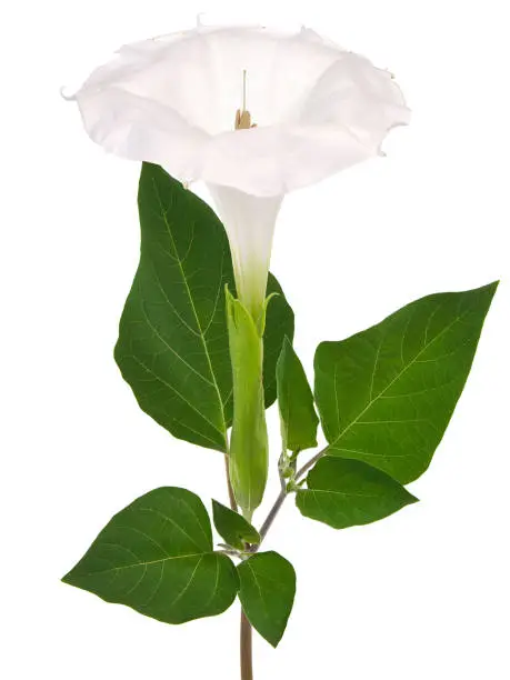 White flower of Downy Thorn Apple isolated on white, Datura innoxia