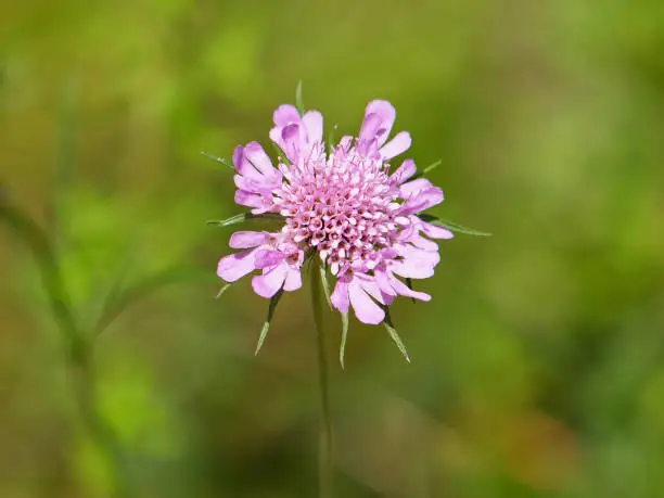 Pink flower of Glossy scabious on a meadow, Scabiosa lucida