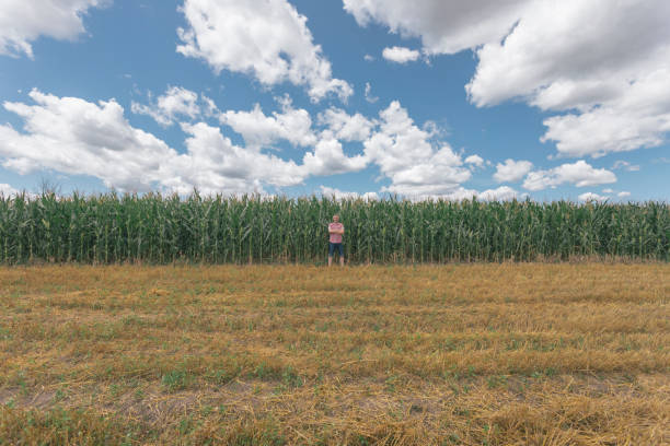 Agricultural fields with cumulus clouds in the sky above