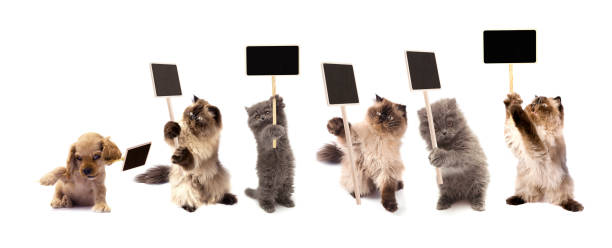 Pets protester.Animal meeting. Pets carrying placard Cats are carrying placard, black board. animal welfare photos stock pictures, royalty-free photos & images