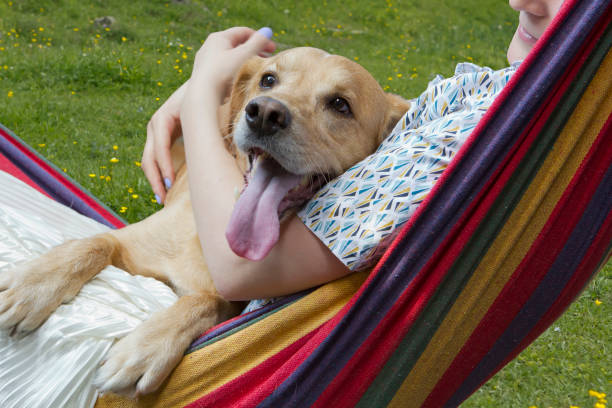 istock Happy dog at home 1332906627
