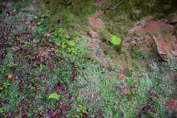 un mur recouvert d’herbe. un fond de nature sauvage. - mountain nature abstract forest swamp photos et images de collection