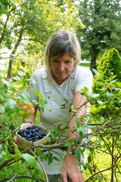istock A woman picking blueberries in her garden 1332908421