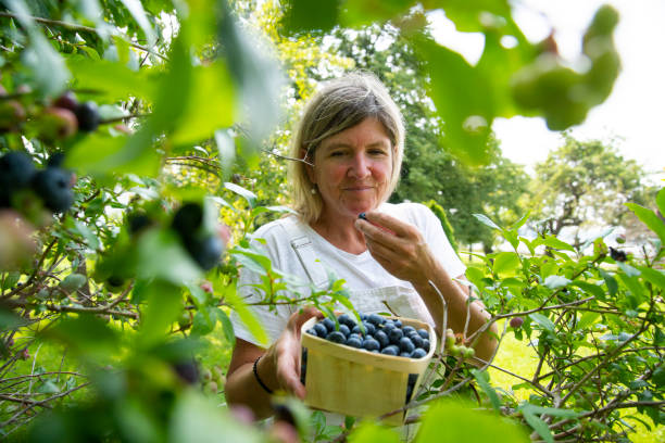 istock A woman picking blueberries in her garden 1332908422