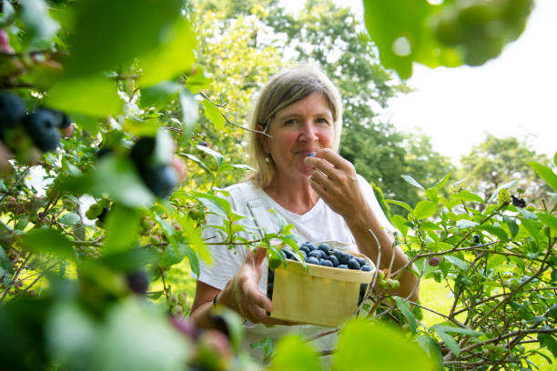 istock A woman picking blueberries in her garden 1332908429