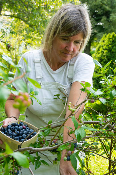 istock A woman picking blueberries in her garden 1332908714