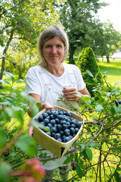 istock A woman picking blueberries in her garden 1332909352