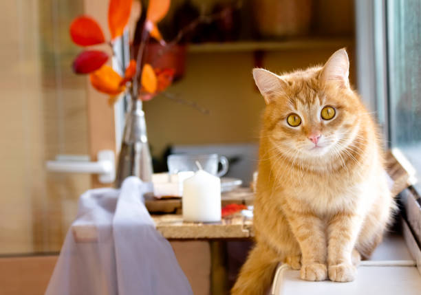 istock Domestic ginger cat sits on the windowsill 1332910328