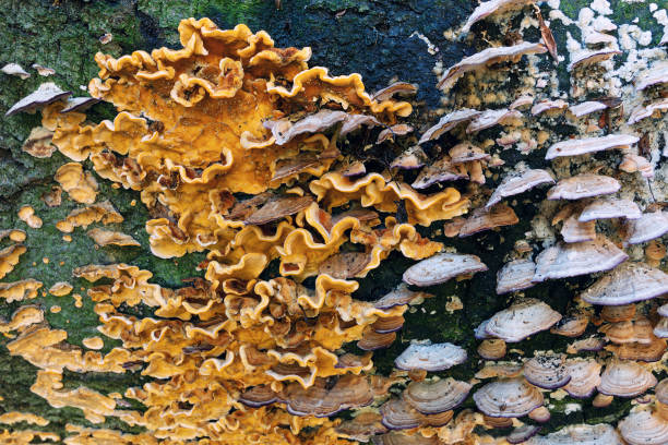 istock wood decay fungus on old stump 1332910385