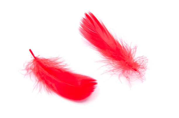 istock Red fluffy feather soft isolated on the white studio background 1332910430