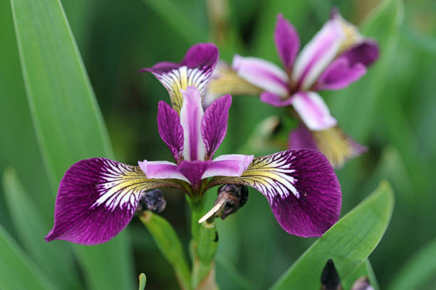istock Purple muslim iris flower close up 1332910450