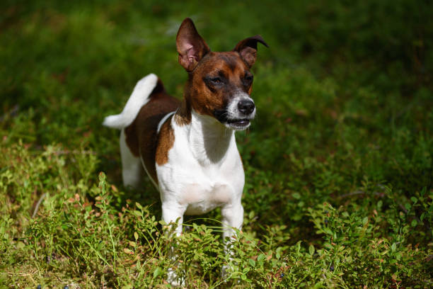 istock Jack Russell terrier in the forest. 1332911200