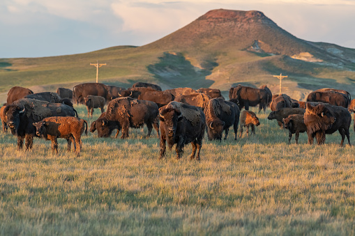Buffalo on the range in Wyoming