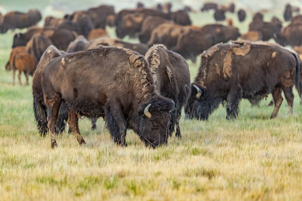 istock Buffalo grazing together 1332911424