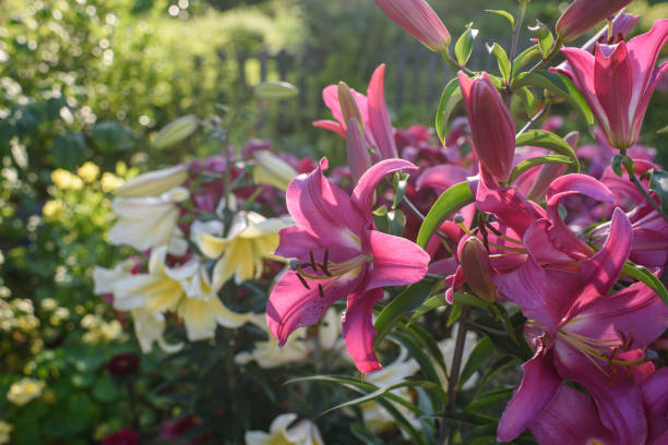 istock Close up of pink lilies 1332911467