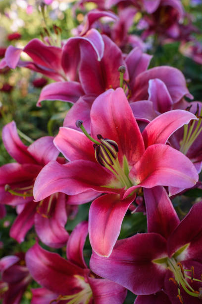 istock Close up of pink lilies 1332911692