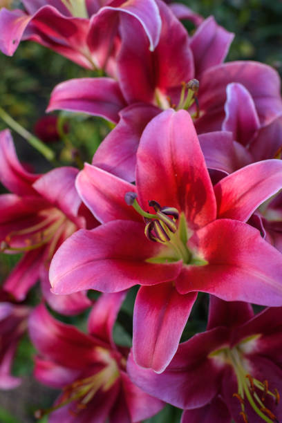 istock Close up of pink lilies 1332914221