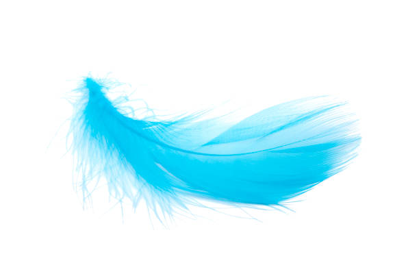 istock Blue fluffy feather soft isolated on the white studio background 1332914240