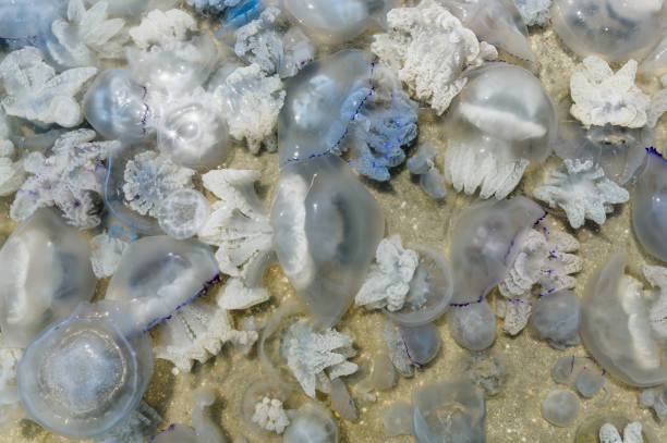 istock many large jellyfish near the coast. 1332914246