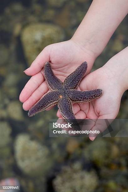 Estrela Na Palma Da Sua Mão - Fotografias de stock e mais imagens de Criança - Criança, Piscina de marés, Estrela-do-mar