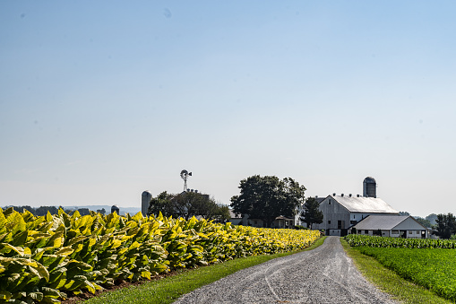 Lancaster County, Pennsylvania-August 5, 2021: Amish Farm with tabacco growing in field against a blue sky background