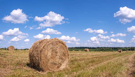 round bale of straw in the meadow. Agriculture field with hay bales. Rural nature in the farm land with straw on the meadow. Wheat yellow golden harvest in summer.