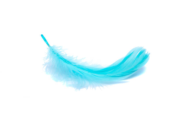 istock Blue fluffy feather soft isolated on the white studio background 1332917405