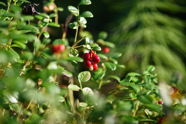 Primer plano de las frutas de arándano - foto de stock