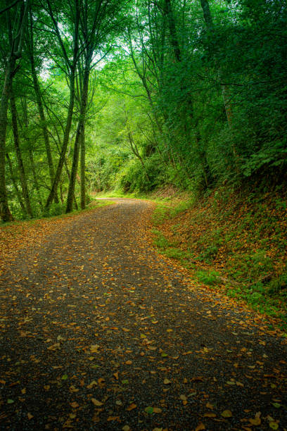 istock Long Path Winding Through Densely Forested Area of Washington State 1332918346