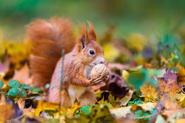 The Eurasian red squirrel (Sciurus vulgaris) in its natural habitat in the autumn forest. Portrait of a squirrel close up. The forest is full of rich warm colors.