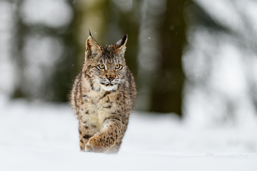 Eurasian Lynx In The Winter Forest In The Snow Snowing Big Feline Beast ... Biology Diagrams