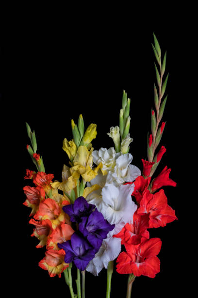 bouquet di fiori di gladiolo di diversi colori isolati su nero - flower purple gladiolus isolated foto e immagini stock