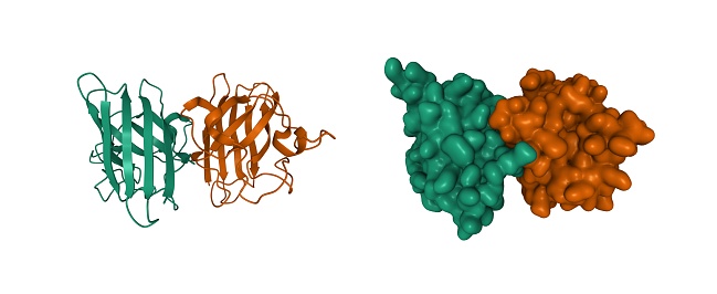 Superoxide dismutase is an enzyme that alternately catalyzes the dismutation of the superoxide radical into ordinary molecular oxygen and hydrogen peroxide. 3D cartoon and Gaussian surface models, chain id color scheme, based on PDB 1pu0, white background