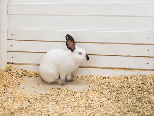 The face of a decorative bunny with black ears and nose. The concept is a symbol of the Catholic happy Easter holiday.