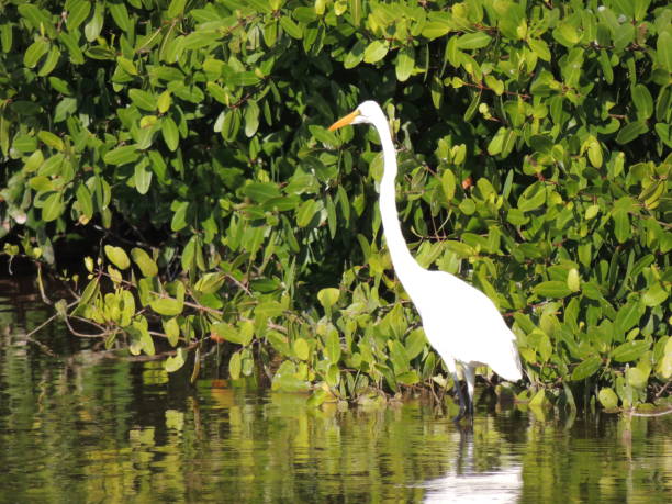 istock white bird in the water 1332924042