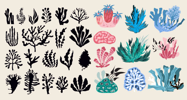 ilustrações de stock, clip art, desenhos animados e ícones de underwater marine flora set of seaweeds, planting, marine algae - underwater abstract coral seaweed