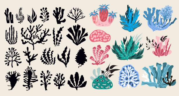 Underwater marine flora set of seaweeds, planting, marine algae Underwater marine flora set of seaweeds, planting, marine algae and ocean corals silhouettes. Vector seaweed cartoon sketch aquarium decor river crab stock illustrations