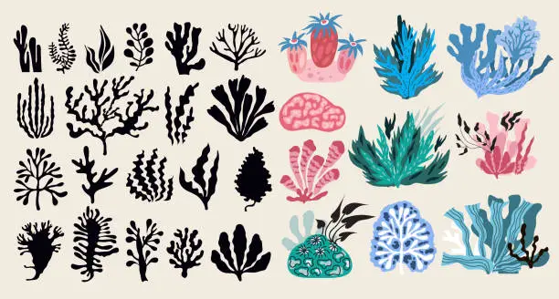 Vector illustration of Underwater marine flora set of seaweeds, planting, marine algae