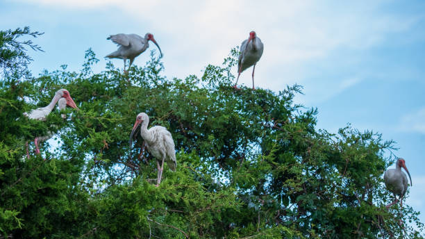 istock Shorebirds of South Carolina 1332929873