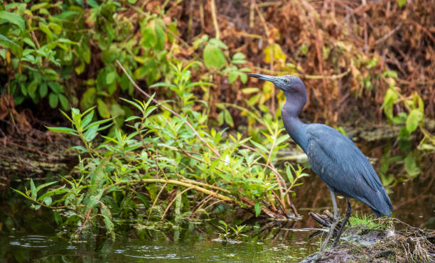 istock Herons by the Water 1332930062