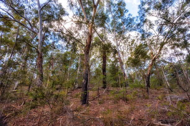 istock Lake Parramatta woods 1332932635