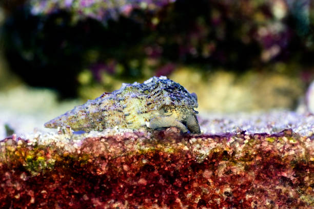 Cerith sand sea snail - Cerithium Caeruleum