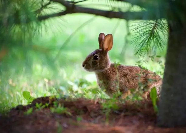 Photo of Macy’s Bunny