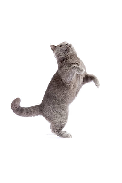 British Shorthair Cat stock photo