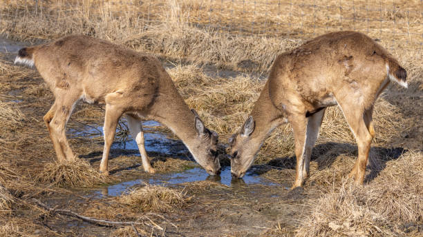 istock Sitka Black-tailed Deer in Alaska 1332944505