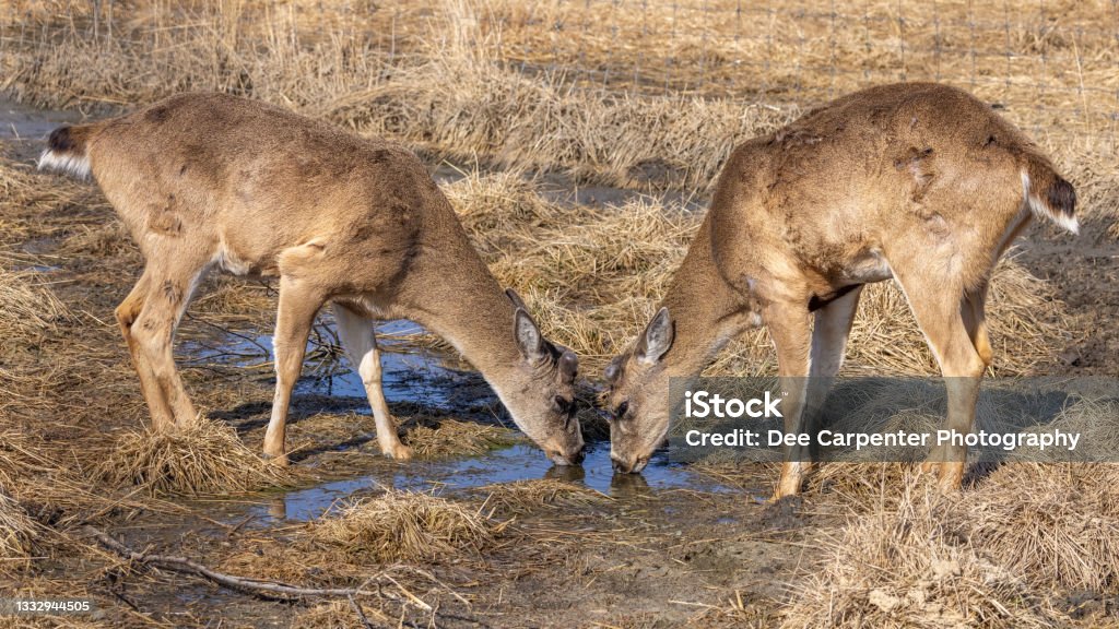 Sitka Black-tailed Deer in Alaska The Sitka deer or Sitka black-tailed deer, is a subspecies of mule deer, similar to the Columbian black-tailed subspecies. Their name originates from Sitka, Alaska, and it is not to be confused with the similarly named sika deer. Sitka Stock Photo