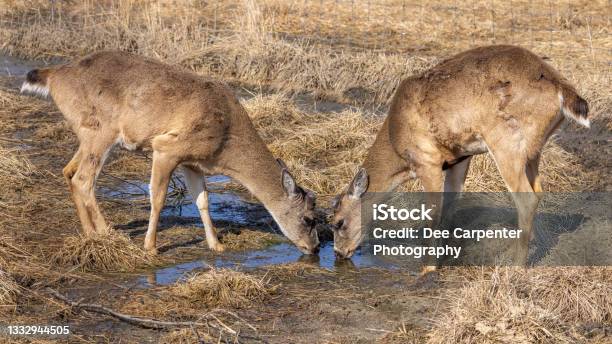 Sitka Blacktailed Deer In Alaska Stock Photo - Download Image Now - Sitka, Alaska - US State, Deer